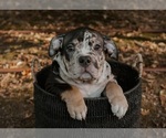 Puppy Puppy 3 American Bully