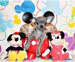 Small Photo #46 Chihuahua Puppy For Sale in CHARLESTON, AR, USA