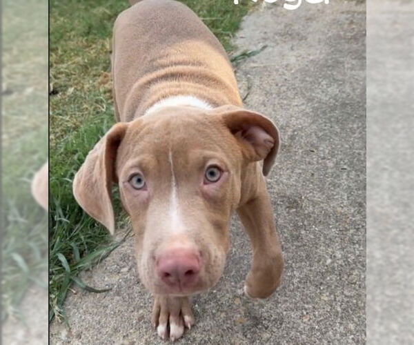 Medium Photo #2 Mutt Puppy For Sale in Canton, CT, USA