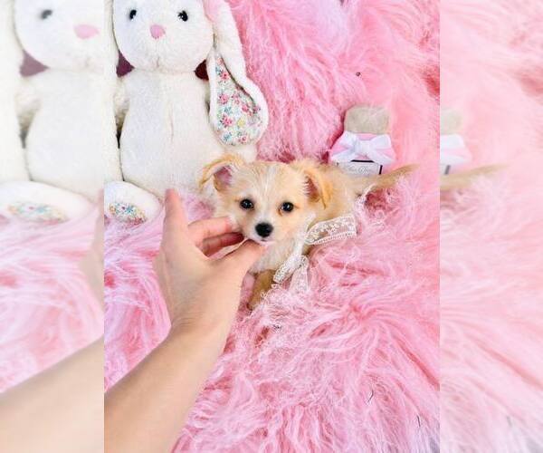 Medium Photo #21 Chihuahua Puppy For Sale in NEW YORK, NY, USA