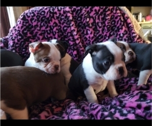 Boston Terrier Puppy for Sale in LEXINGTON, Indiana USA