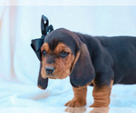 Small #1 Basset Hound