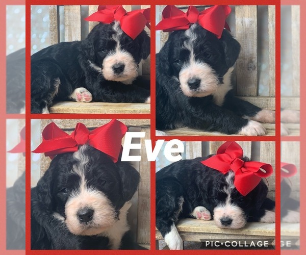 Medium Photo #1 Bernedoodle Puppy For Sale in FREDERICKTOWN, MO, USA