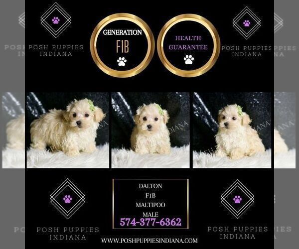 Medium Photo #22 Maltipoo (Miniature) Puppy For Sale in WARSAW, IN, USA