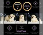 Small Photo #22 Maltipoo (Miniature) Puppy For Sale in WARSAW, IN, USA