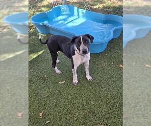 German Shorthaired Pointer-Unknown Mix Dogs for adoption in Downey, CA, USA