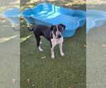 Small German Shorthaired Pointer Mix