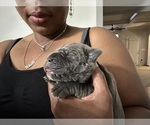 Small #2 Cane Corso