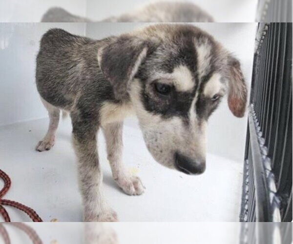 Medium Photo #1 Siberian Husky-Unknown Mix Puppy For Sale in Houston, TX, USA