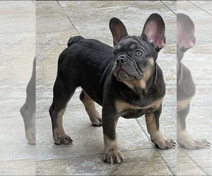 French Bulldog Puppy for sale in ATLANTA, GA, USA