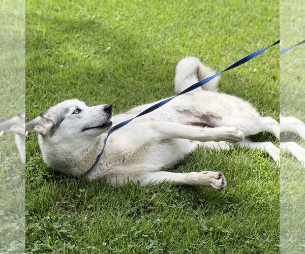 Medium Photo #3 Siberian Husky Puppy For Sale in Yardley, PA, USA