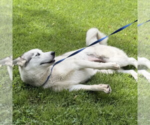 CLAUDIA - Female Siberian Husky Dog for Adoption - Photo #3