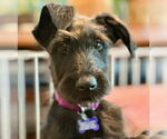 Small #5 Mutt