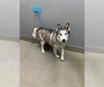 Small Siberian Husky Mix
