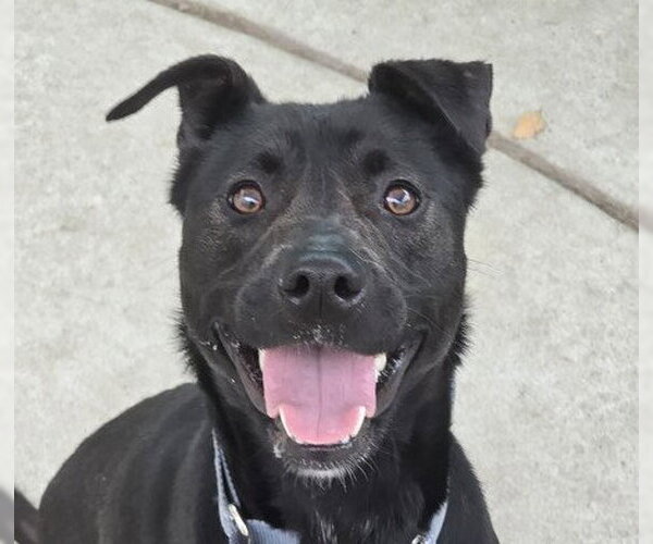 Medium Photo #2 Mutt Puppy For Sale in Martinez, CA, USA