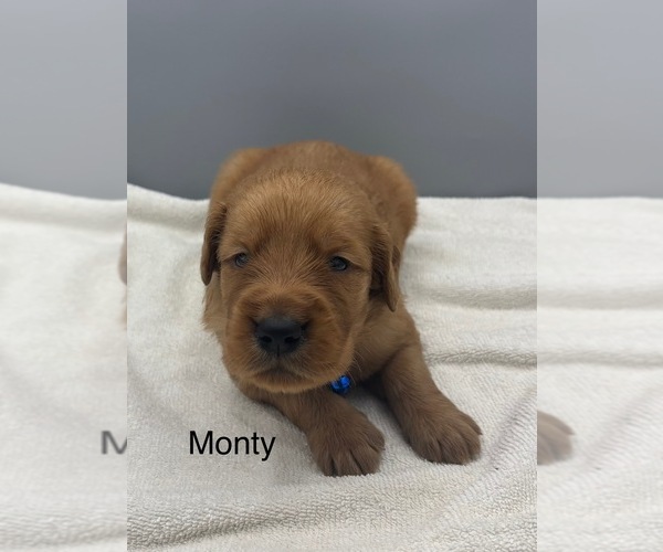 Medium Photo #3 Golden Retriever Puppy For Sale in FREDERICKSBG, OH, USA