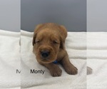 Small #2 Golden Retriever