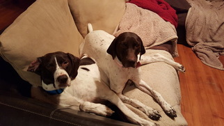 Father of the German Shorthaired Pointer puppies born on 08/23/2016