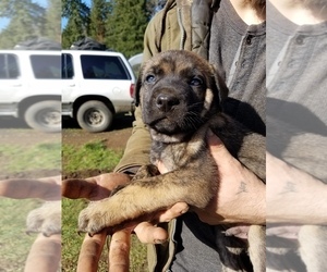 German Shepherd Dog-Mastiff Mix Puppy for sale in DISCOVERY BAY, CA, USA