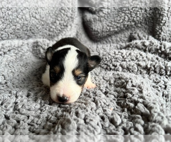 Medium Photo #1 Shetland Sheepdog Puppy For Sale in KINGSPORT, TN, USA
