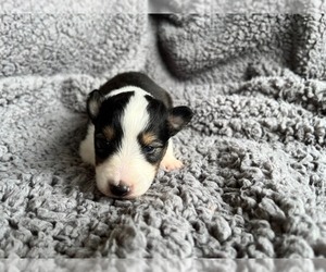 Shetland Sheepdog Puppy for sale in KINGSPORT, TN, USA