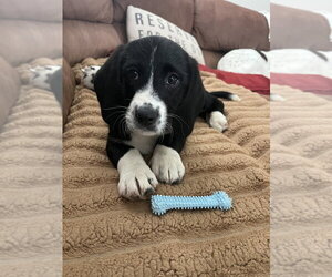Basset Hound-Unknown Mix Dogs for adoption in Evansville, IN, USA