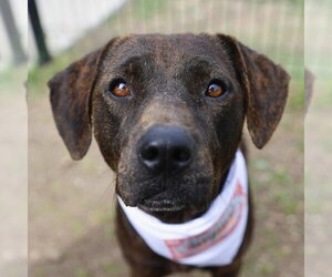 Mutt Dogs for adoption in San Antonio, TX, USA