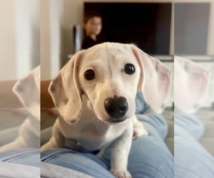 Dachshund Puppy for sale in DALLAS, GA, USA