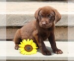 Small Photo #6 Labrador Retriever Puppy For Sale in BIRD IN HAND, PA, USA