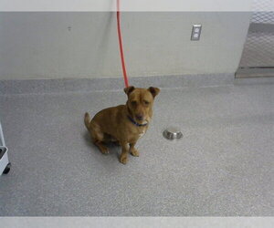 Chihuahua-Unknown Mix Dogs for adoption in Pasadena, TX, USA