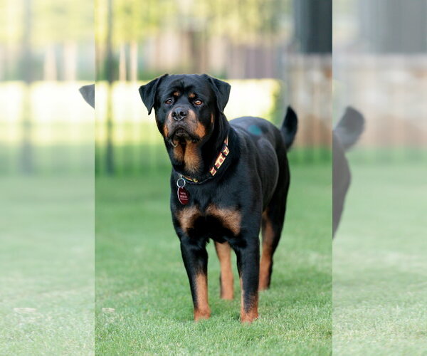 Medium Photo #4 Rottweiler Puppy For Sale in McKinney, TX, USA