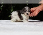 Small #5 Goldendoodle (Miniature)