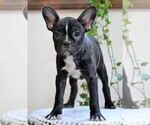Small Photo #1 Faux Frenchbo Bulldog Puppy For Sale in FREDERICKSBG, OH, USA