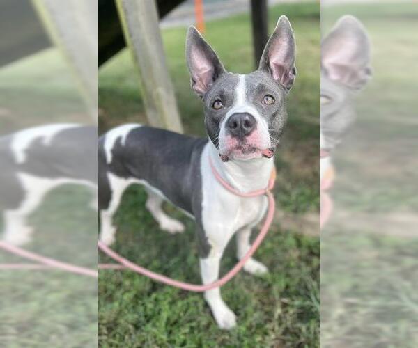 Medium Photo #2 American Staffordshire Terrier Puppy For Sale in Louisville, KY, USA