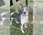 Small #1 American Staffordshire Terrier