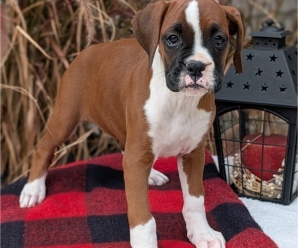 Medium Photo #60 Boxer Puppy For Sale in GOSHEN, IN, USA