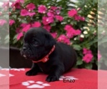 Small #5 Puggle