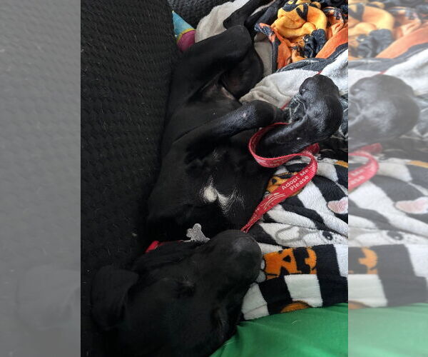 Medium Photo #8 Mutt Puppy For Sale in Canton, CT, USA