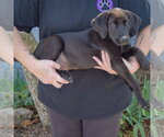 Small #1 Mutt