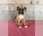 Litter of 9 - Male(s) and Female(s) BoxerLitter of Puppies for Sale - Photo #3