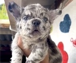 Small Photo #17 French Bulldog Puppy For Sale in BAKERSFIELD, CA, USA
