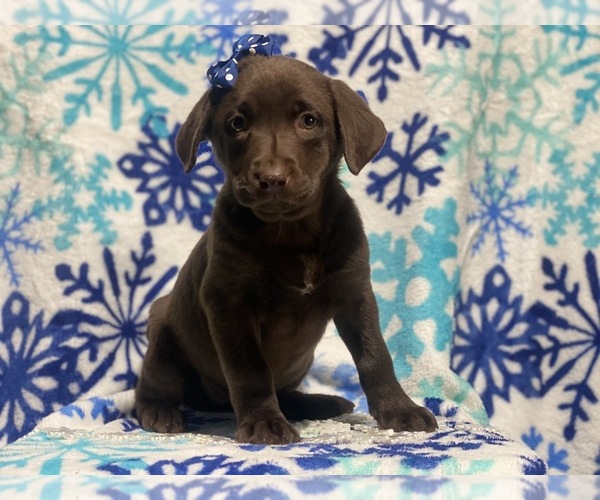 Medium Photo #4 Labrador Retriever Puppy For Sale in CEDAR LANE, PA, USA