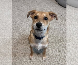 German Shepherd Dog-Unknown Mix Dogs for adoption in Aurora, CO, USA
