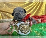 Small Photo #63 French Bulldog Puppy For Sale in HAYWARD, CA, USA