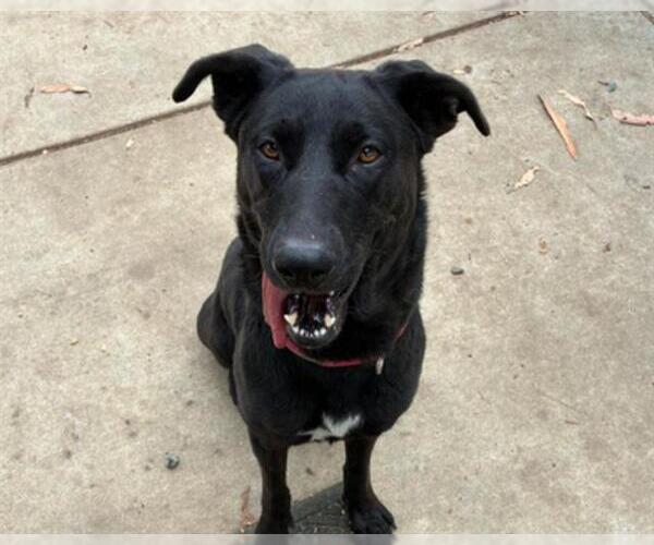 Medium Photo #2 Labrador Retriever Puppy For Sale in Martinez, CA, USA