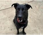 Small #1 Labrador Retriever