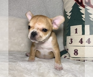 French Bulldog Puppy for sale in JOHNS ISLAND, SC, USA