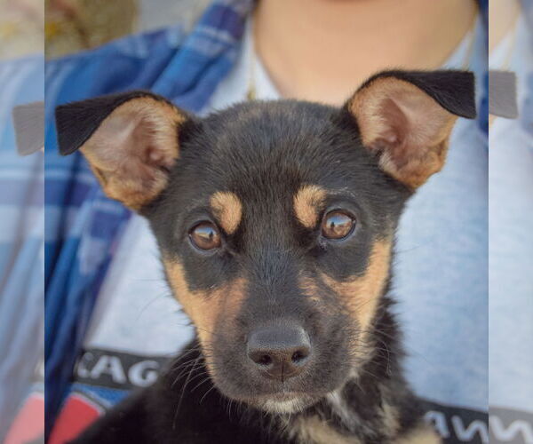 Medium Photo #6 Italian Greyhound-Jack Russell Terrier Mix Puppy For Sale in Huntley, IL, USA