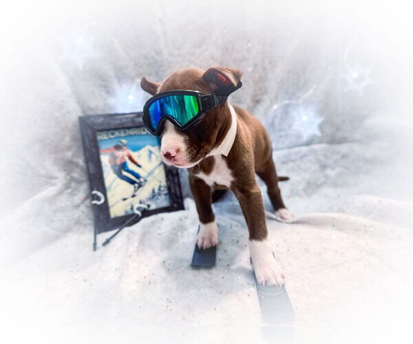 Medium Photo #5 Mutt Puppy For Sale in New London, WI, USA