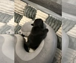 Small #5 French Bulldog